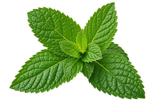 Lemon Balm Extract — Melissa officinalis
